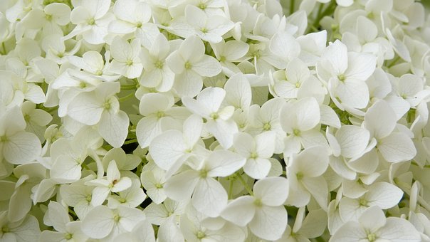 hortensia annabelle1