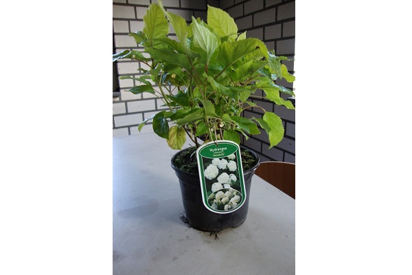 Hortensia Annabelle (2)