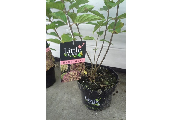 Hortensia little lime