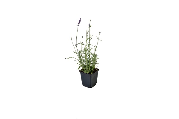 Lavandula ang. 'Hidcote'