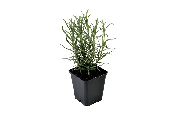 Lavandula ang. 'Munstead' (Large)