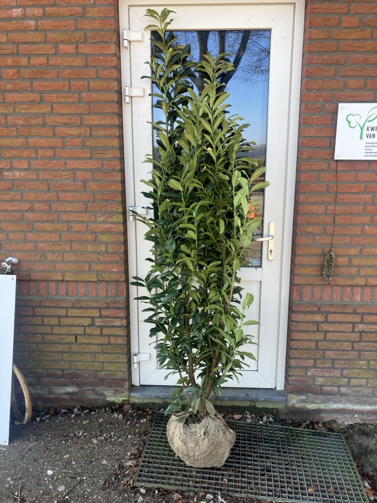 Prunus laur. 'Genolia'