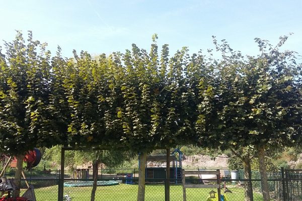 20180911_130836 (2)