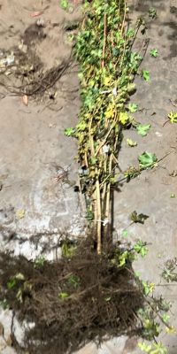 Acer campestre (veldesdoorn) 1