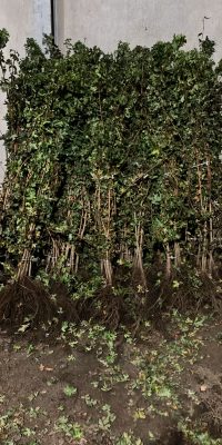 Acer campestre (veldesdoorn) 2