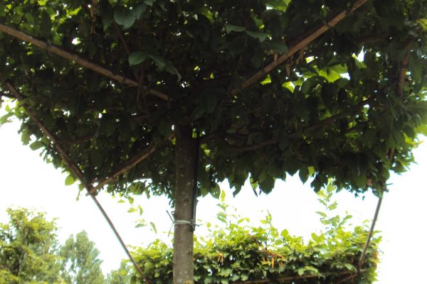 Carpinus betulus (hagbeuk bladverliezend)