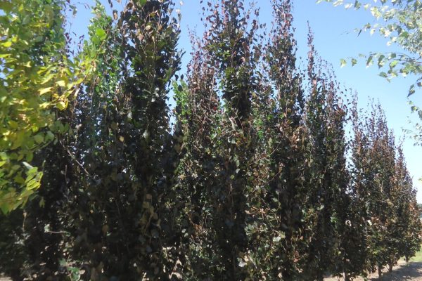 Fagus sylvatica 'Dawyck Purple' (rode zuilbeuk)