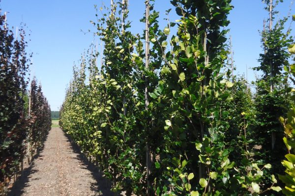 Fagus sylvatica 'Dawyck' (groene zuilbeuk)