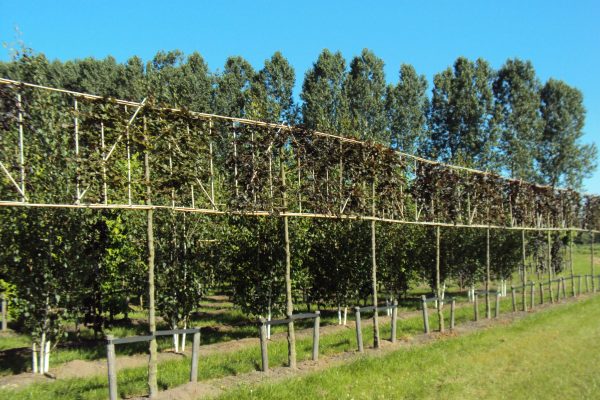 Fagus sylvatica Atropunicea (rode leibeuk)