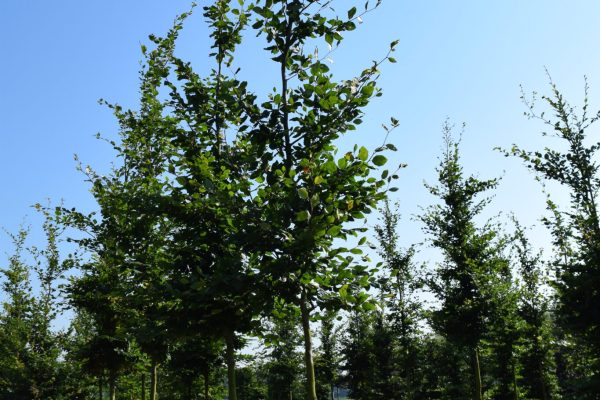 Fagus sylvatica (groene beuk)