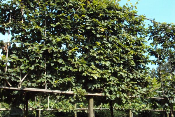 Fagus sylvatica (groen leibeuk)