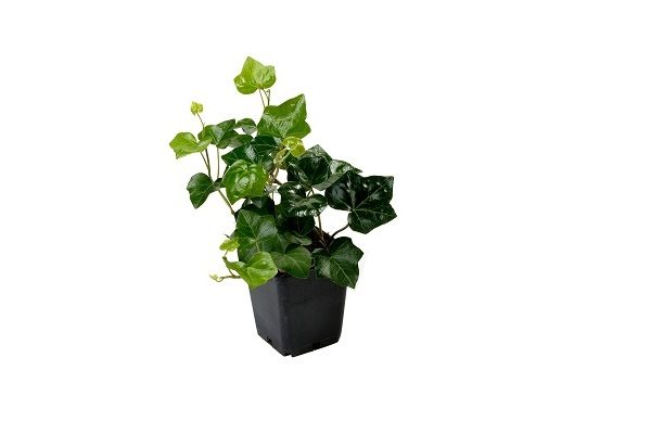 Hedera hibernica (4)