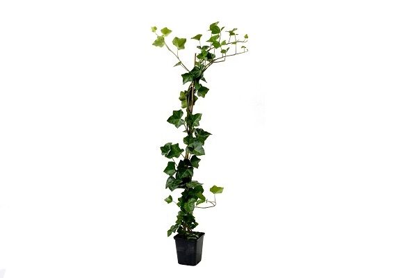 Hedera hibernica gestokt