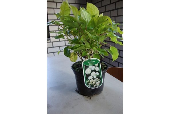 Hortensia Annabelle (2)