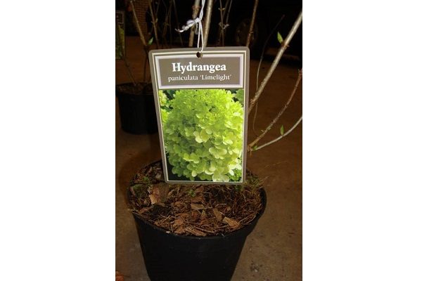 Hortensia limelight (2)