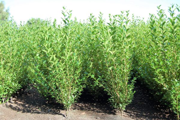 Ligustrum ovalifolium 0+2