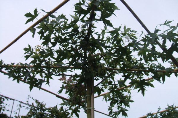 Liquidambar styraciflua (amberboom)