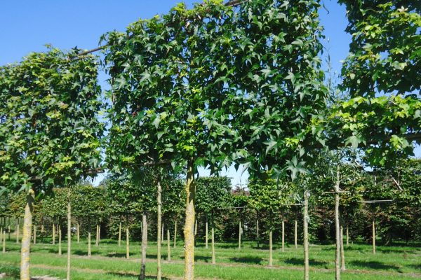 Liquidambar styraciflua (amberboom)
