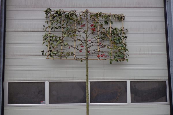 Malus Red Sentinel (sierappel)