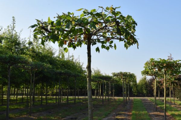 Platanus acerifolia (dakplataan)