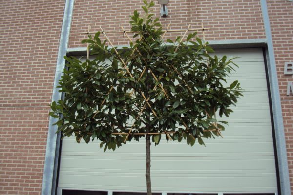 Prunus laur. 'Caucasica'