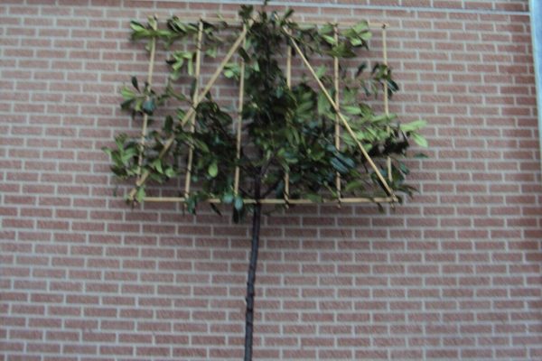 Prunus laur. 'Novita'