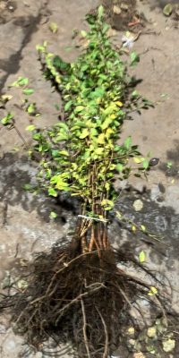 Prunus spinosa (sleedoorn)