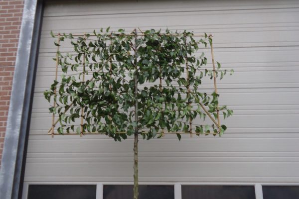 Pyrus calleryana 'Chanticleer' (sierpeer)