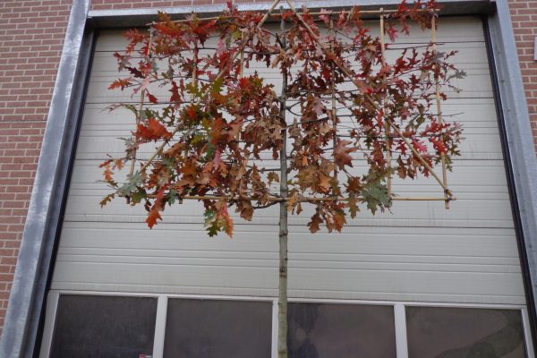 Quercus palustris (moeraseik)