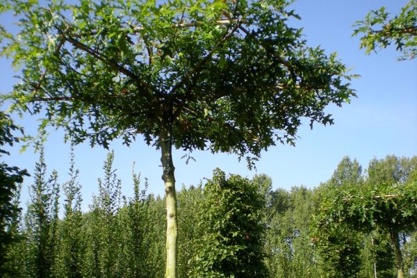 Quercus palustris (moeraseik)