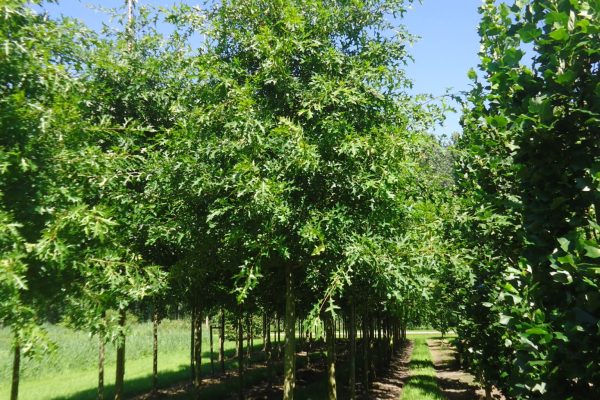 Quercus palustris (amberboom)