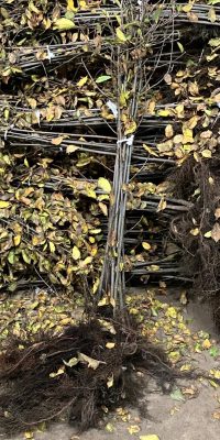 Rhamnus Frangula (vuilboom)