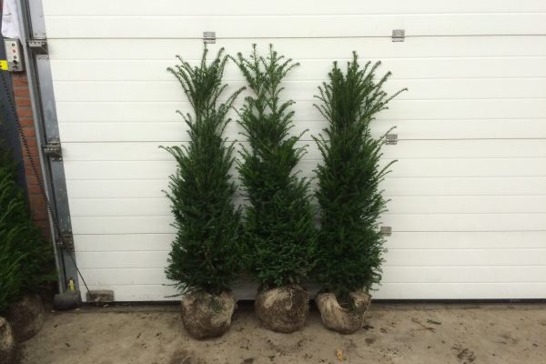Taxus met kluit
