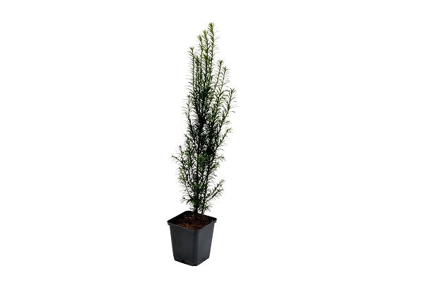 Taxus in pot