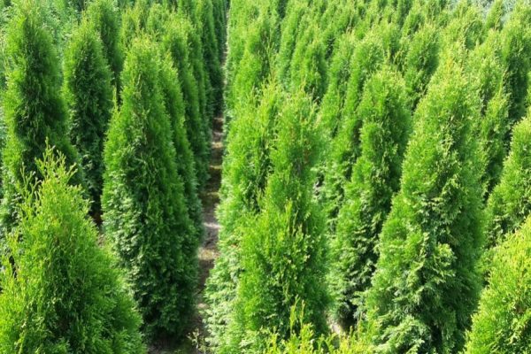Thuja Smaragd 1