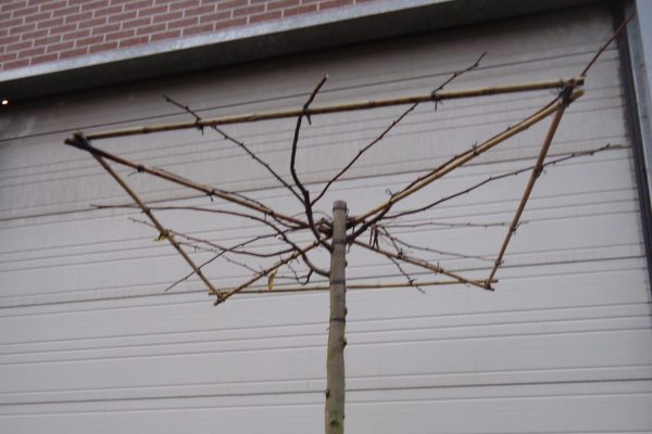 Tilia europaea (linde)