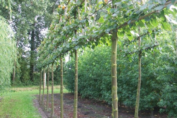 Tilia europaes 'Pallida' (koningslinde)