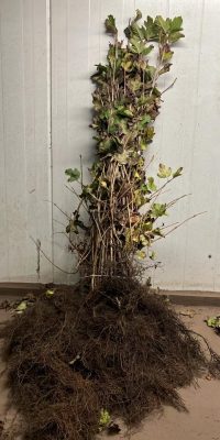 Viburnum opulus (Gelderse roos)