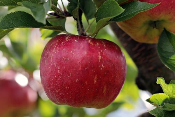 Appel