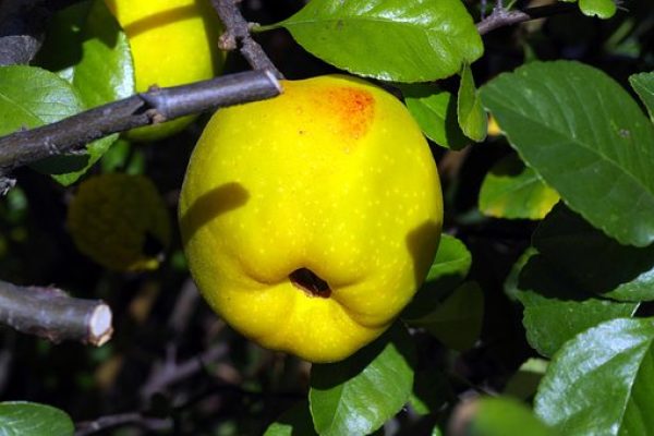Appel