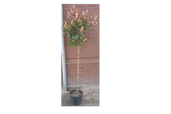 Photinia op stam (glansmispel)