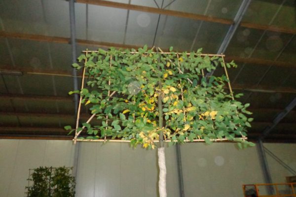 Carpinus Betulus (haagbeuk bladverliezend)