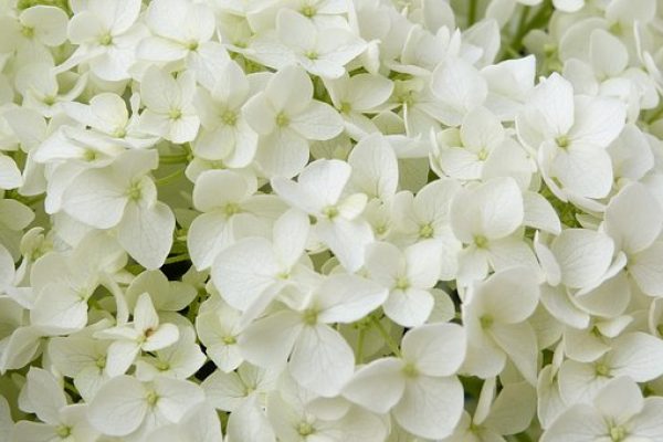 hortensia annabelle1