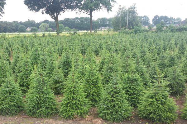 kerstbomen