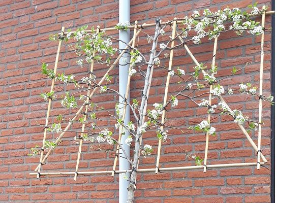 leiboom (2)