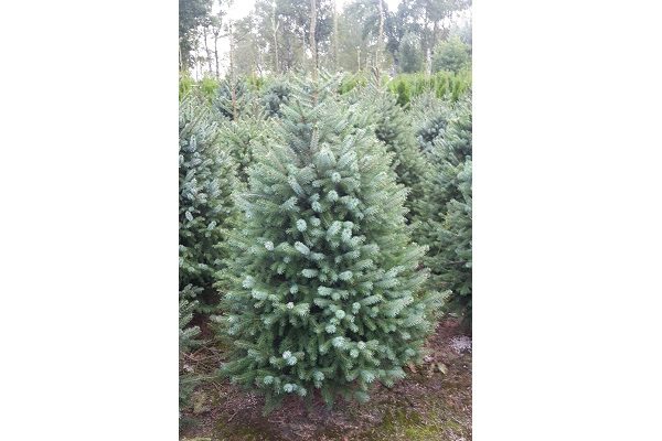 Picea omorika
