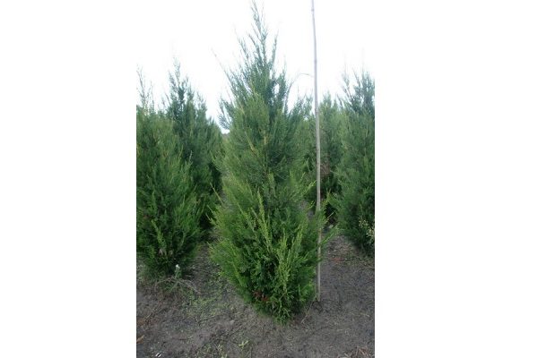 thuja atrovirens (1)