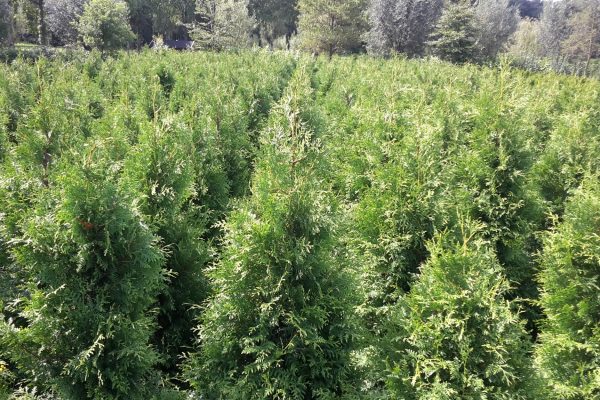 thuja brabant 3