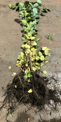 Tilia cordata (winterlinde)